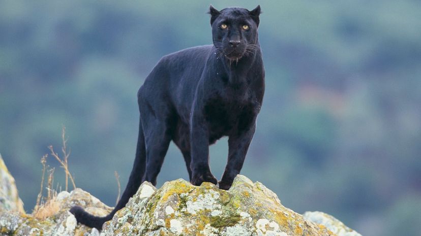 Black Panther