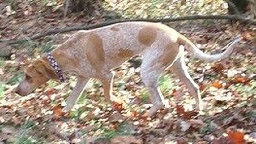 English_Coonhound