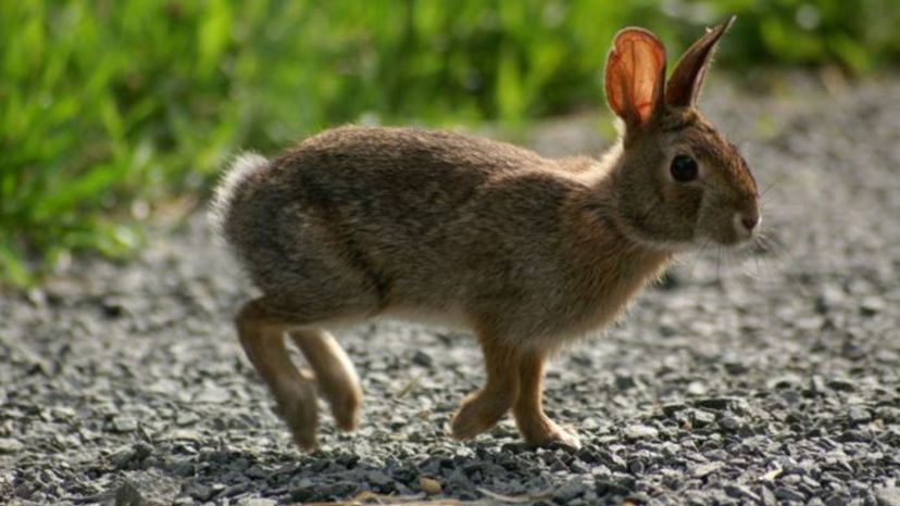 New England Cottontail