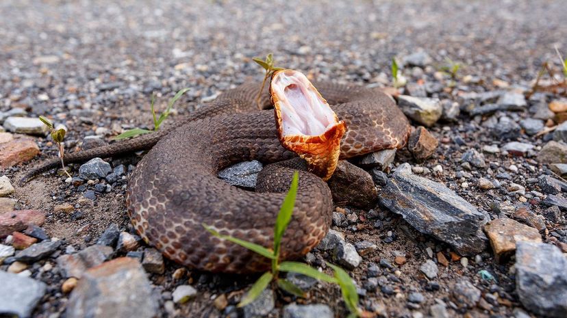 27 Cottonmouth