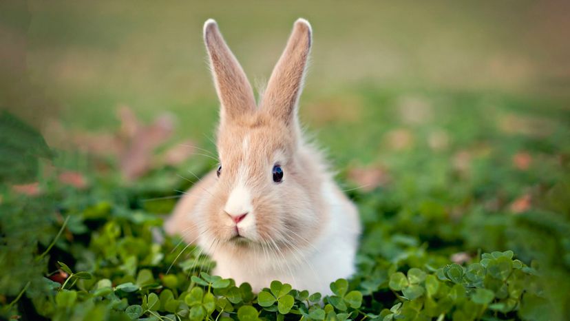 Rabbit