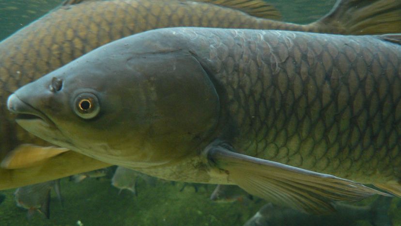 Grass carp