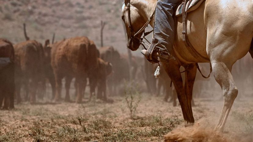 8 - cattle escaped their pen