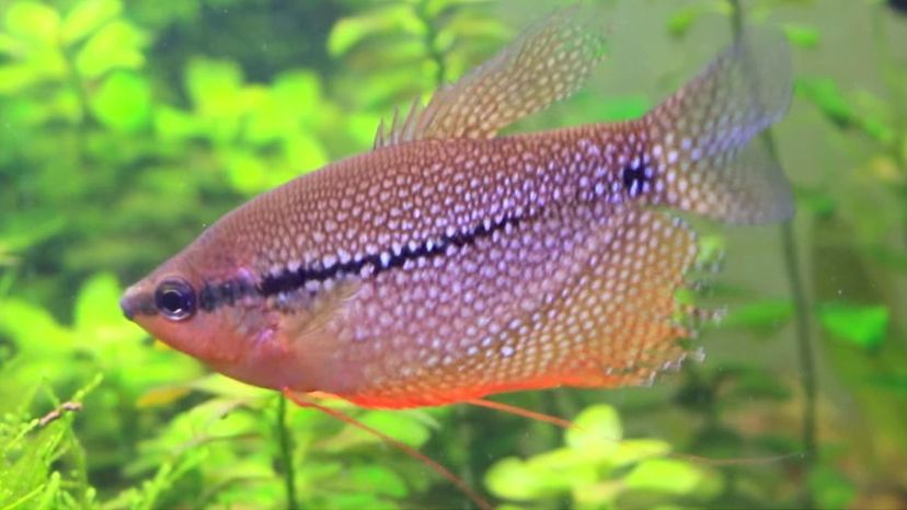 Pearl Gourami