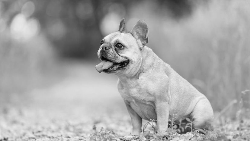 French Bulldog