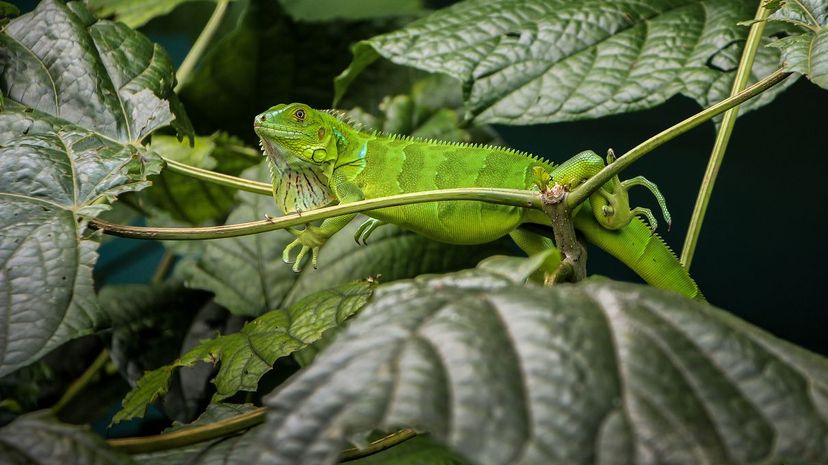 Green iguana