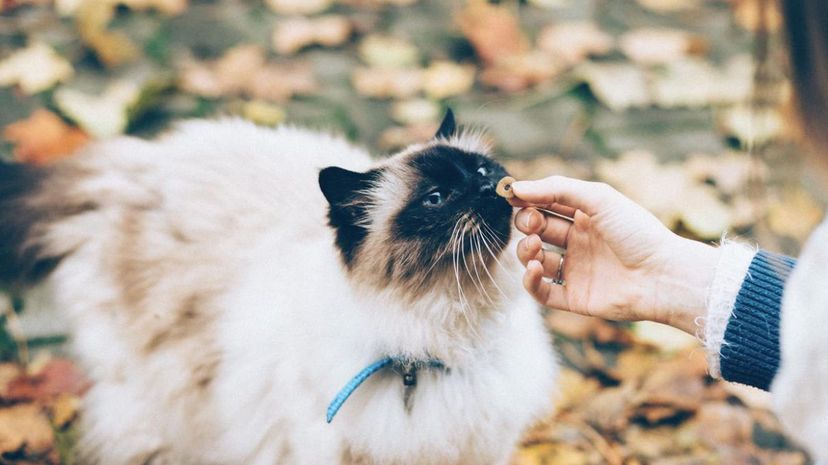 cat with treat