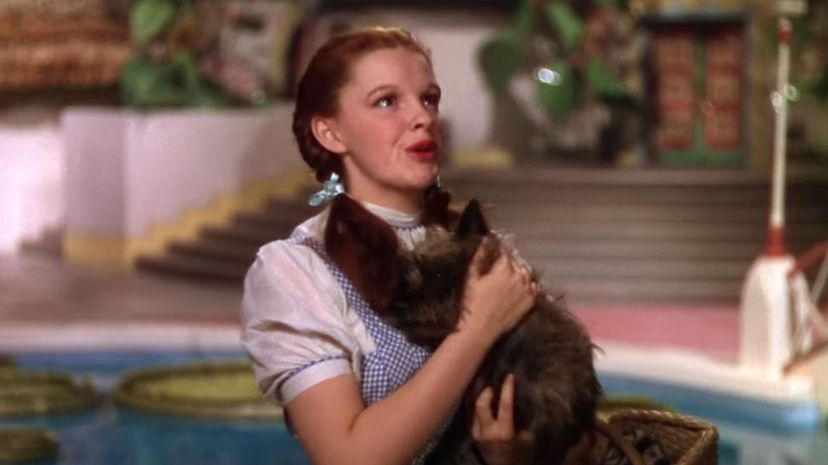 36 - Wizard of Oz