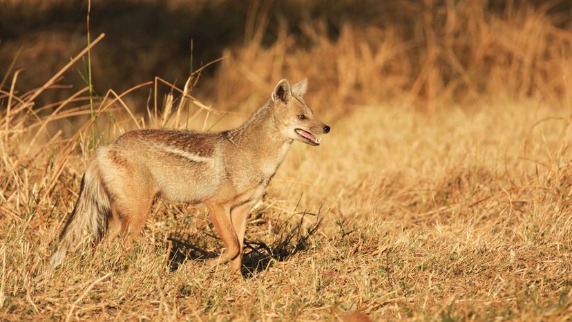 Side-Striped Jackal