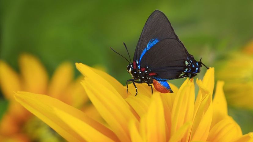 Great Purple Hairstreak