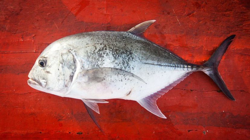 GIANT TREVALLY