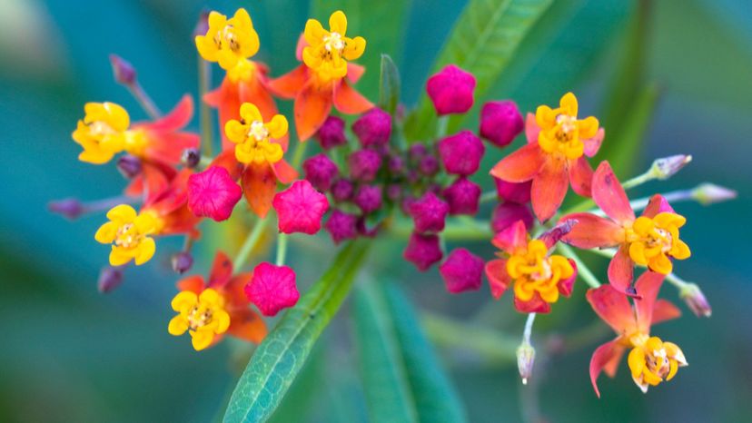 Which Flower Symbolizes Your Marriage?