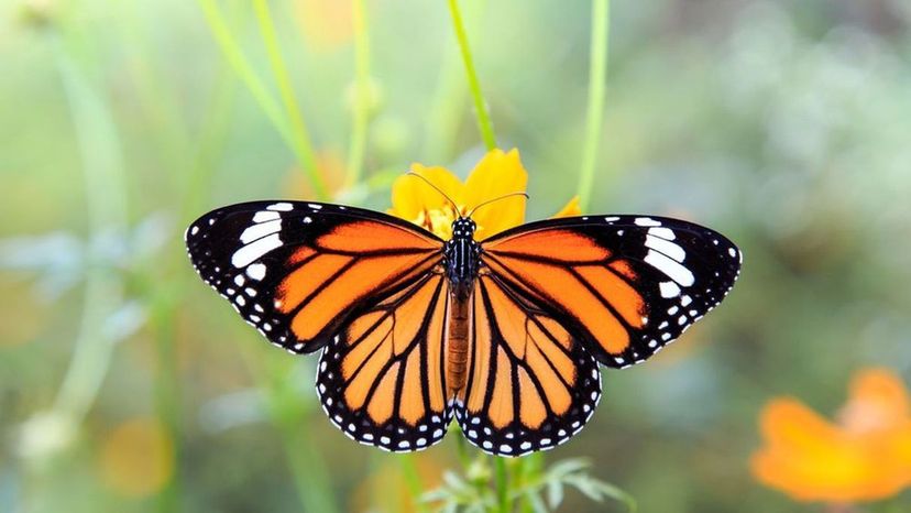 monarch butterfly