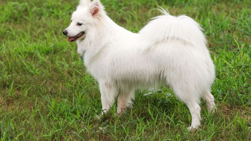 Japanese spitz