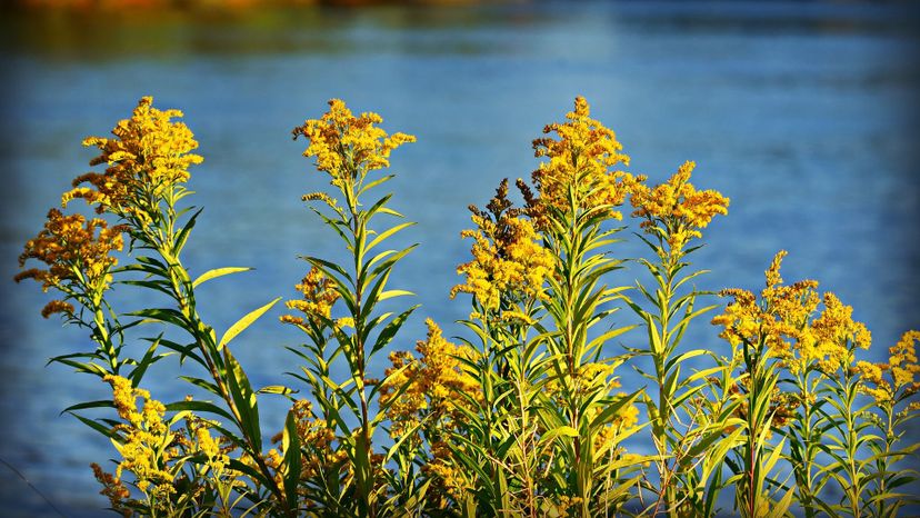 Goldenrod