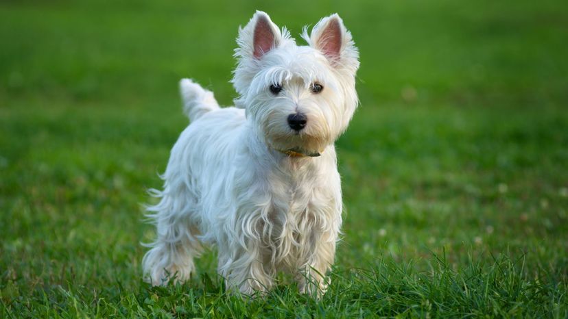 west highland terrier