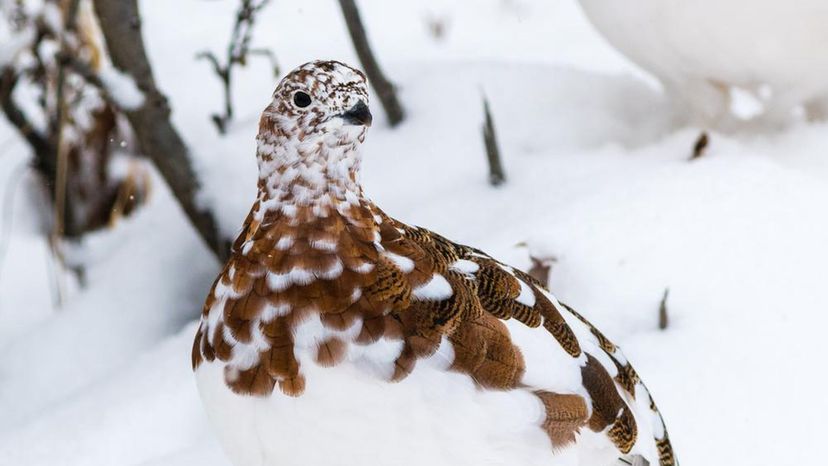 Willow Ptarmigan