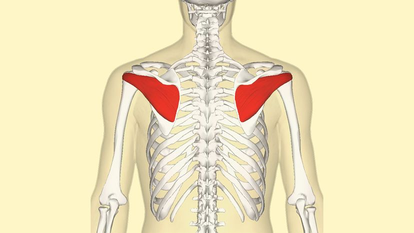 Infraspinatus