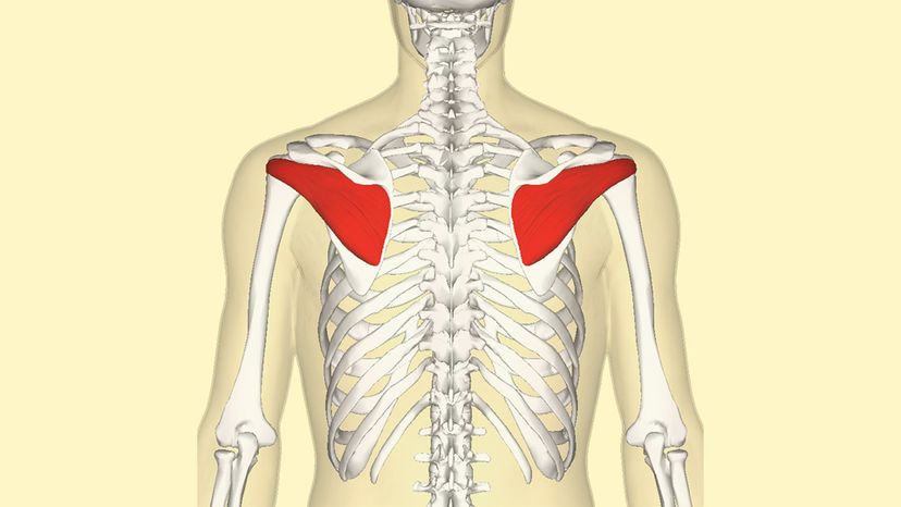 Infraspinatus