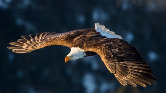 Can You Identify These Animals That Fly?