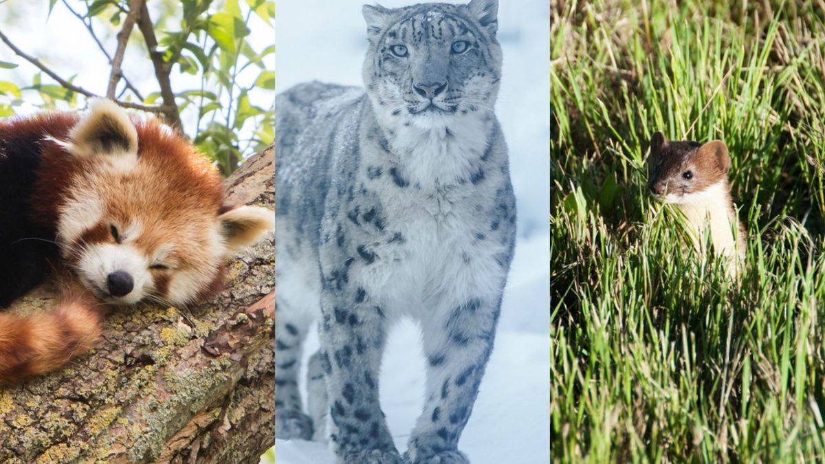 Only 1 in 10 people can name all of these endangered species from just