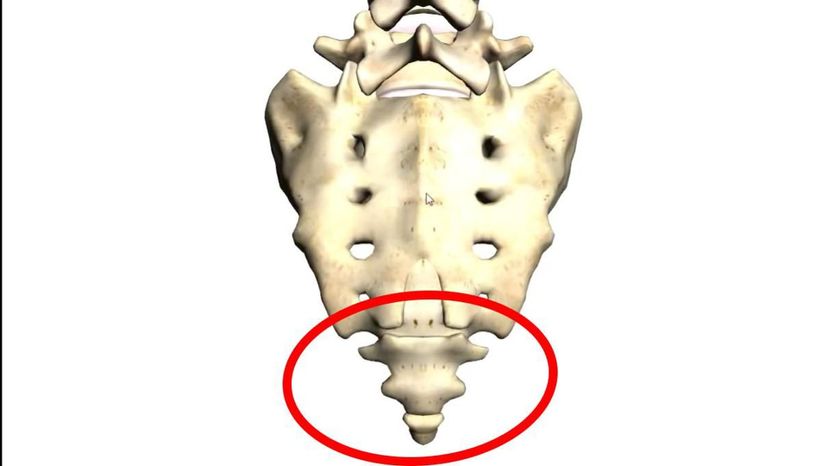 coccygeal vertebrae