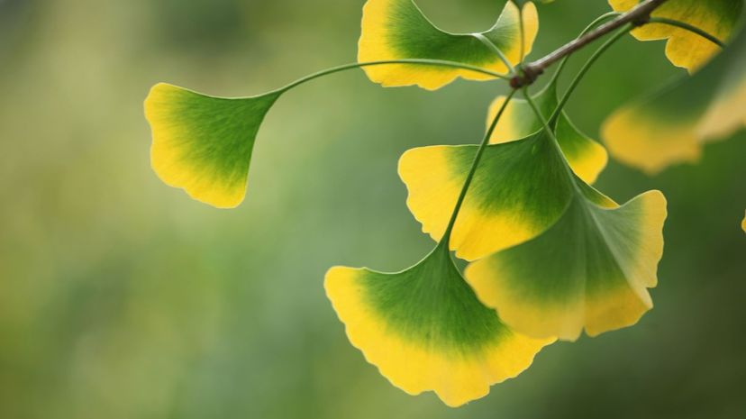 Ginkgo