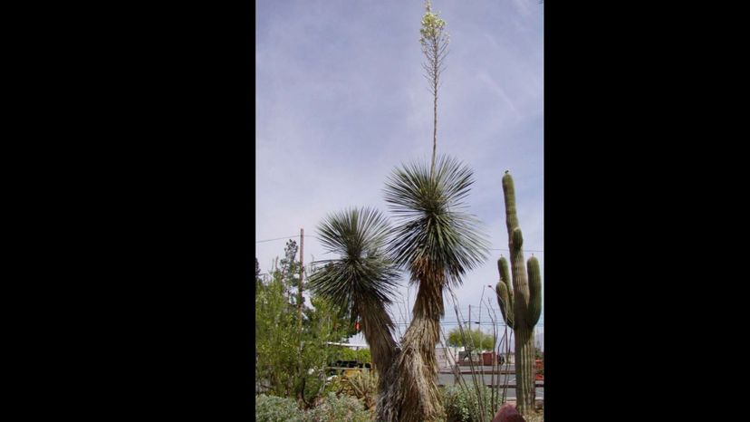 Soaptree yucca