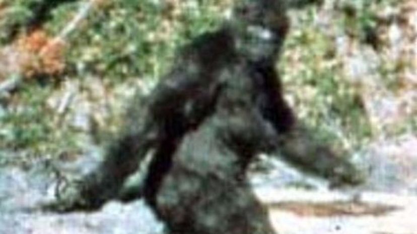 Sasquatch