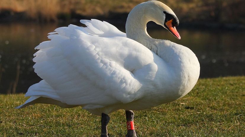 Mute Swan