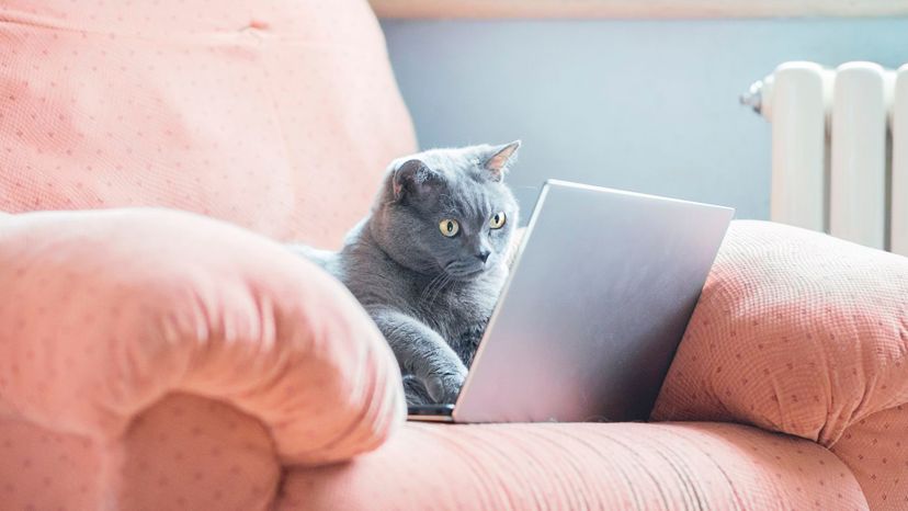 Can We Actually Guess Your Cat's Name in Only 30 Questions?!