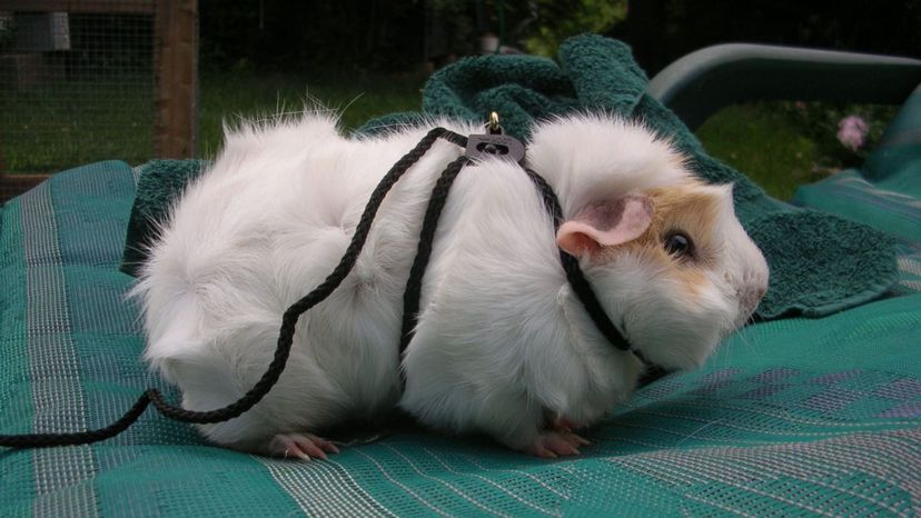 Guinea Pig