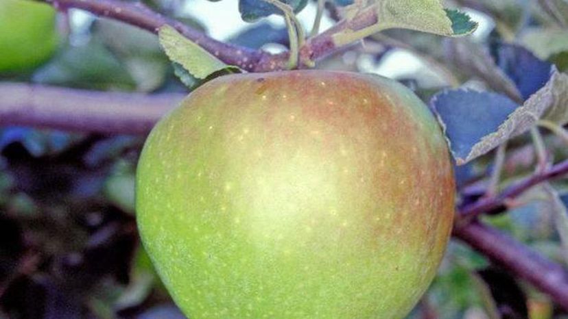 Gooseberry Fruit