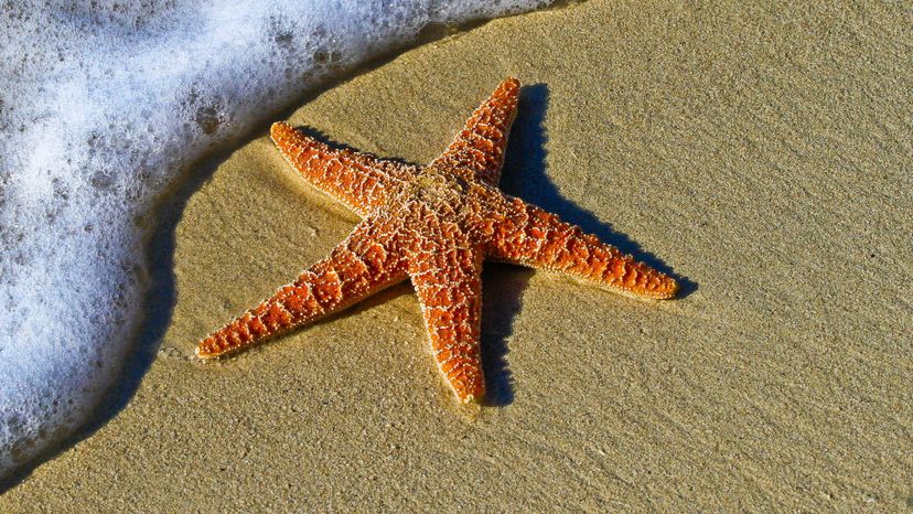 Starfish