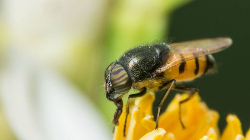 hoverflies