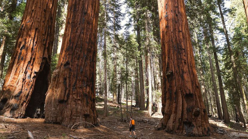 9 giant sequoia GettyImages-1006089612