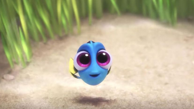 Dory