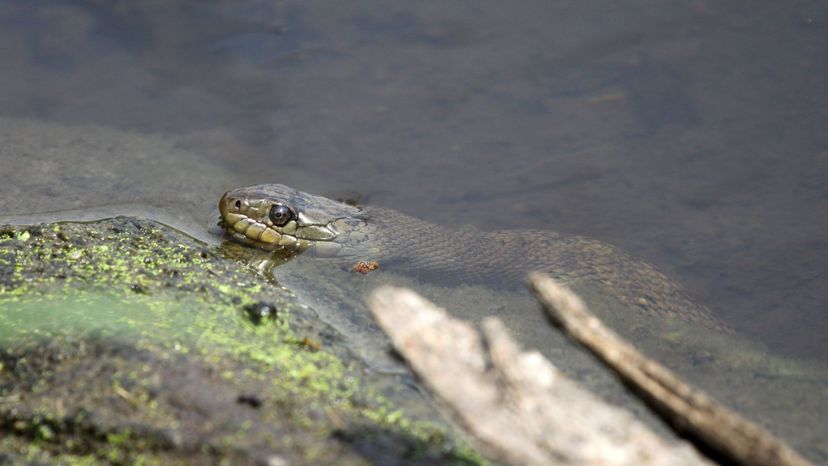 Water snake