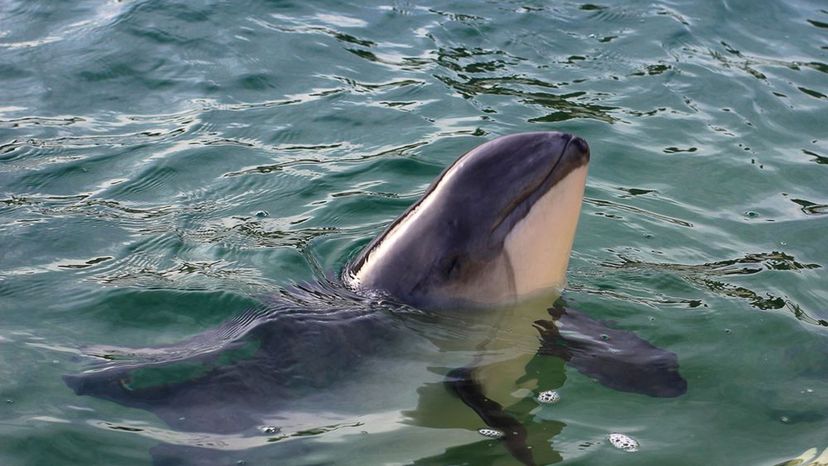 Harbour Porpoise