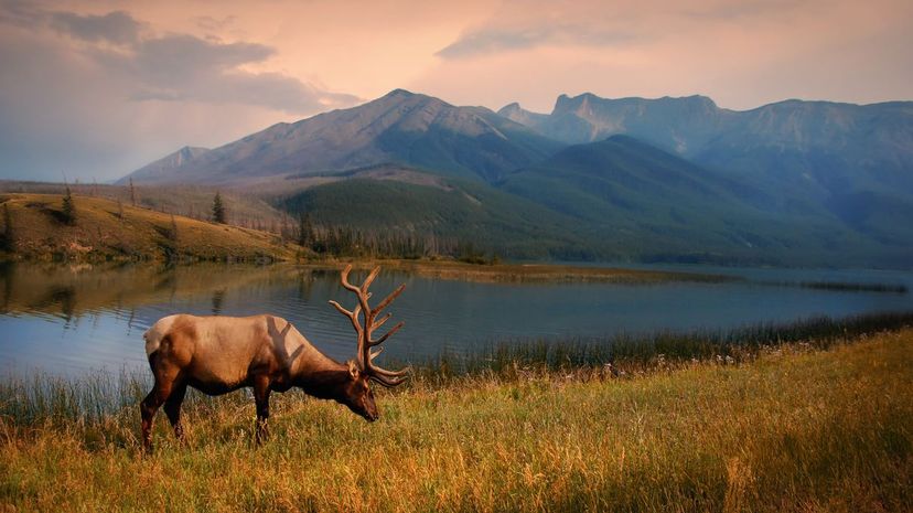 Can You Identify These Canadian Animals?