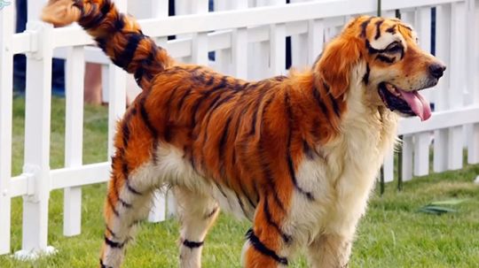 Can You Guess the Animal From Just Their Stripes or Spots?