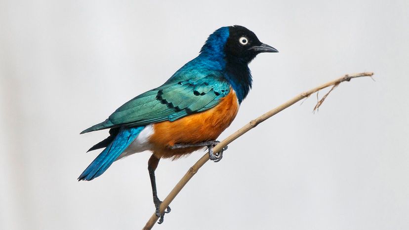 Superb Starling