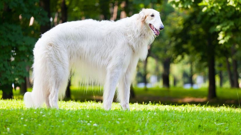 Borzoi