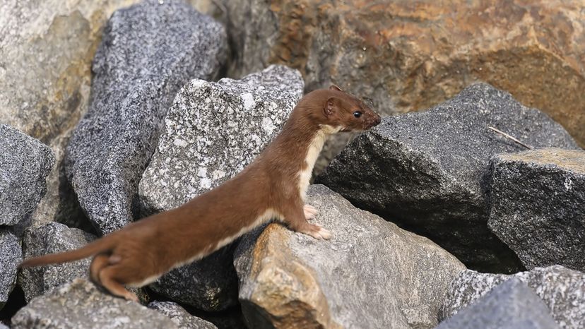 Weasel