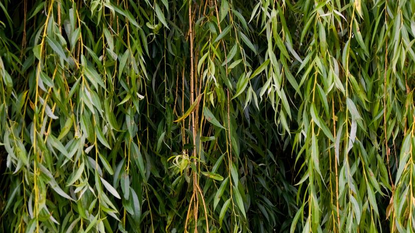 Weeping Willow
