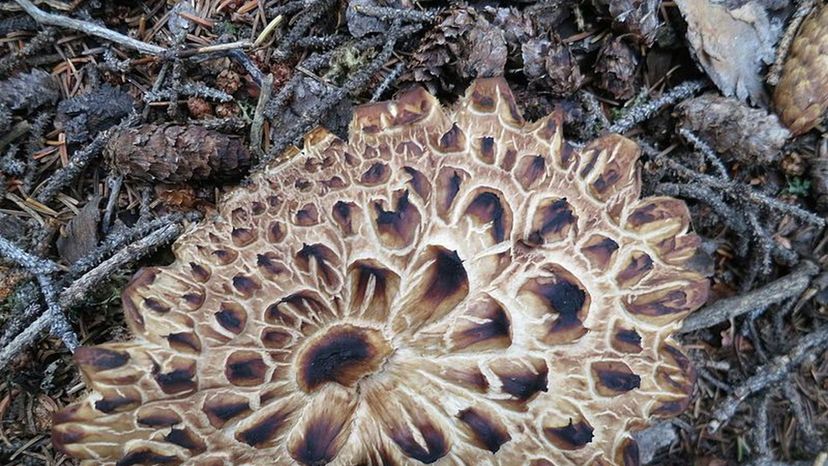 Sarcodon_imbricatum mushroom