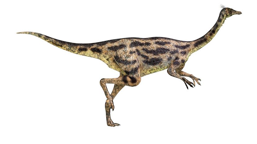 Gallimimus