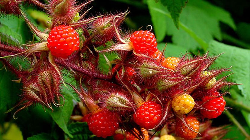 Wineberry