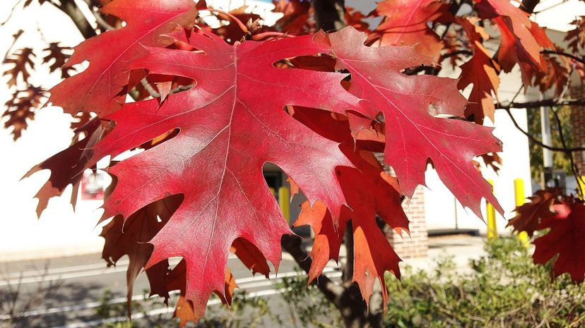 Northern red oak