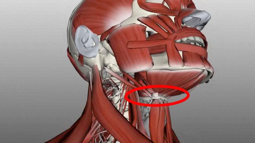 hyoid bone